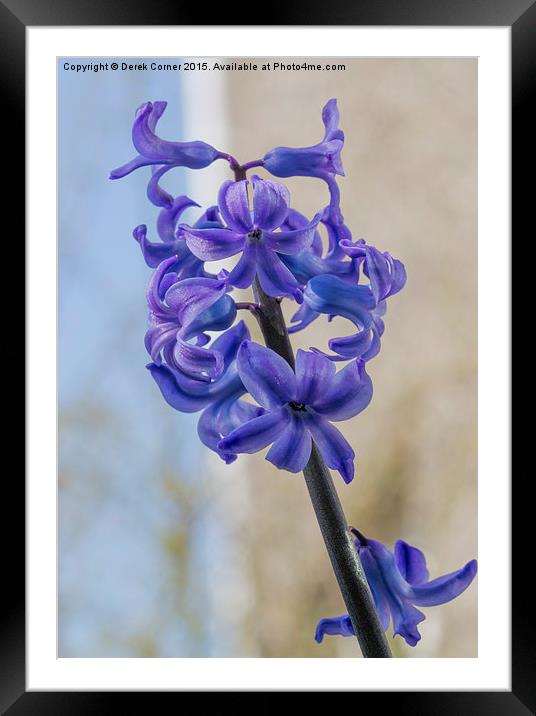  blue miniature hyacinth flowers Framed Mounted Print by Derek Corner
