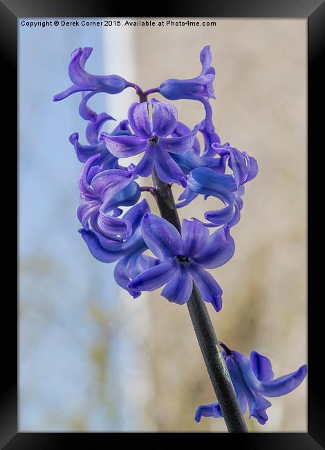  blue miniature hyacinth flowers Framed Print by Derek Corner