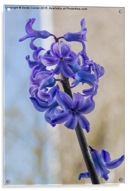  blue miniature hyacinth flowers Acrylic by Derek Corner