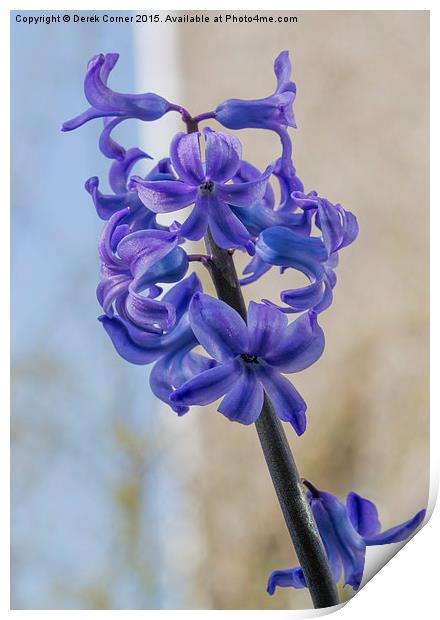 blue miniature hyacinth flowers Print by Derek Corner