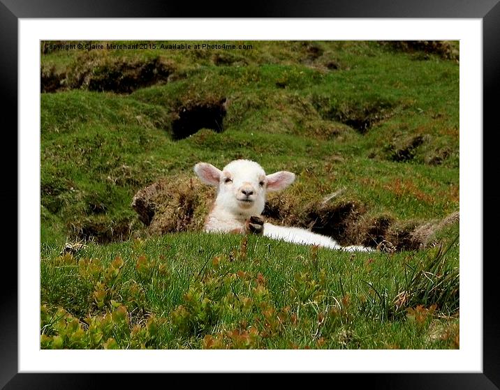  Spring Lamb Framed Mounted Print by Claire Merchant