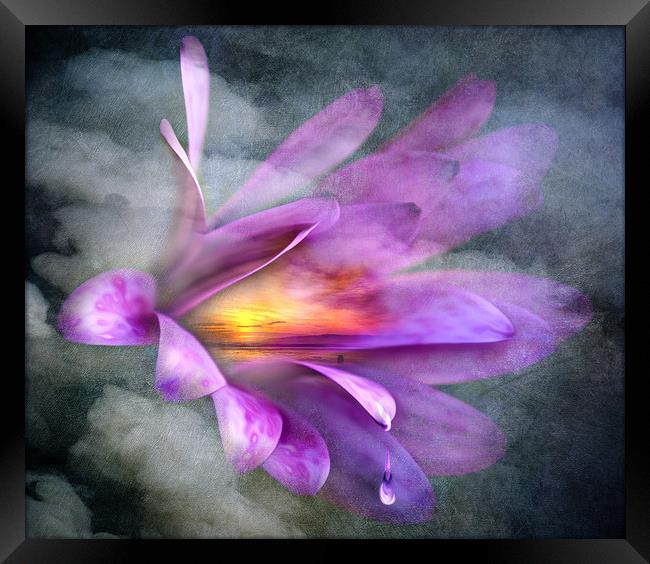Flower Spirit Framed Print by Svetlana Sewell