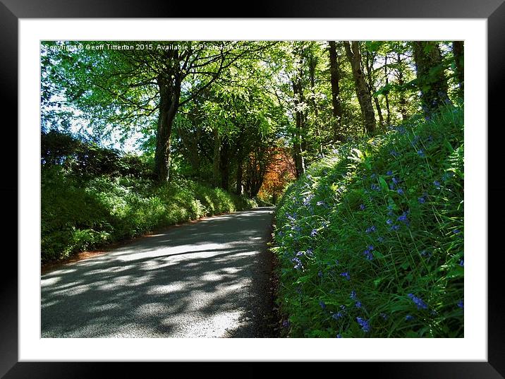  Bluebells in St. Issell's Framed Mounted Print by Geoff Titterton