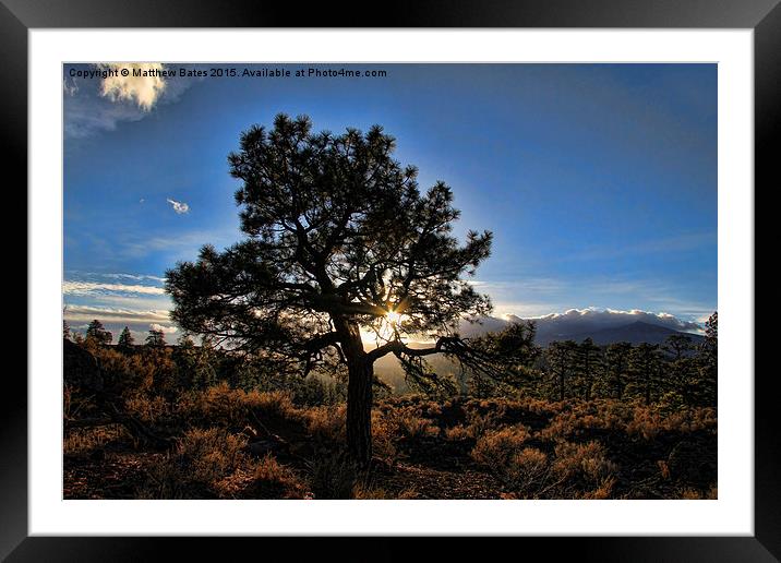 Tree at Sunset Framed Mounted Print by Matthew Bates