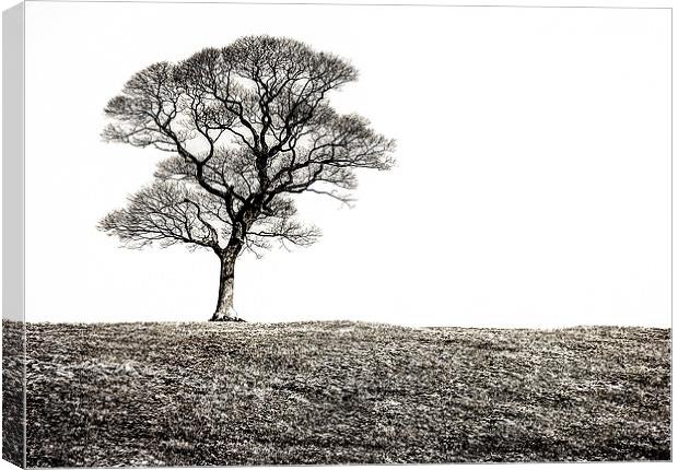Lone Tree Canvas Print by Scott Anderson