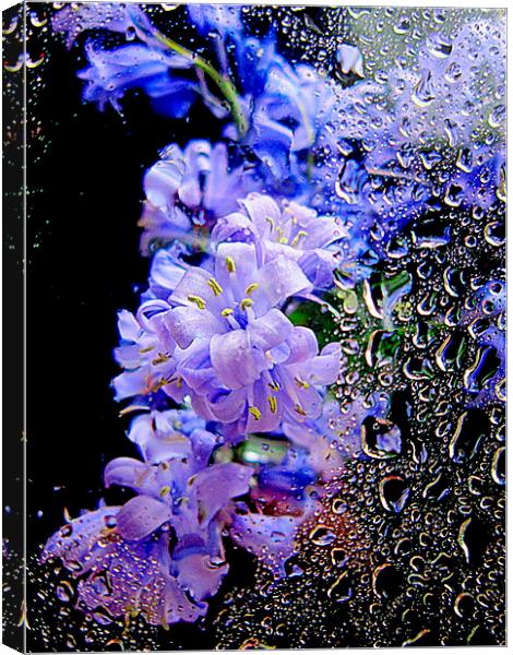  closeup flora  Canvas Print by dale rys (LP)