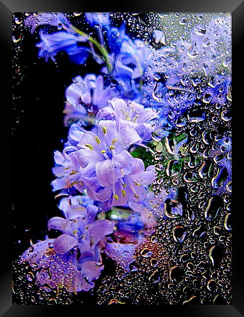  closeup flora  Framed Print by dale rys (LP)
