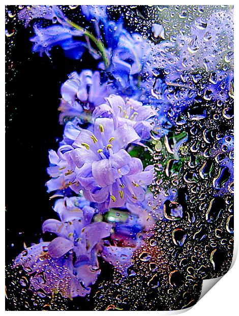  closeup flora  Print by dale rys (LP)