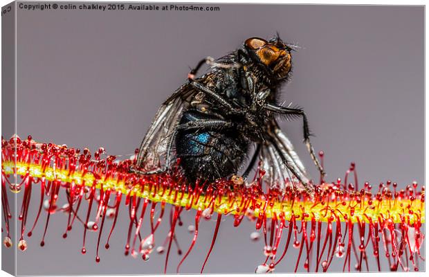  House Fly captured by a Cape Sundew Plant Canvas Print by colin chalkley