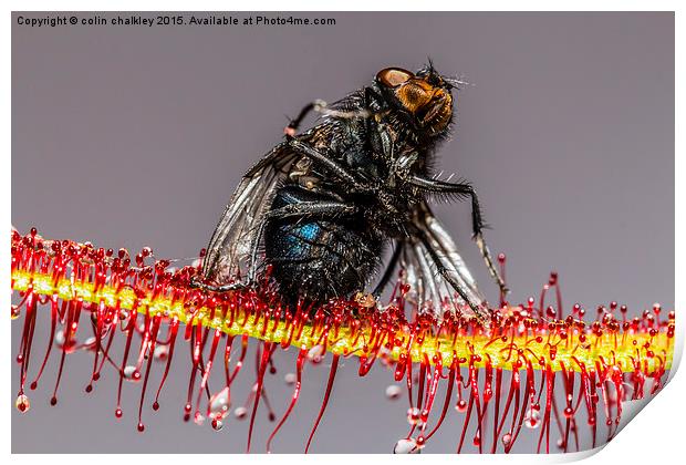  House Fly captured by a Cape Sundew Plant Print by colin chalkley