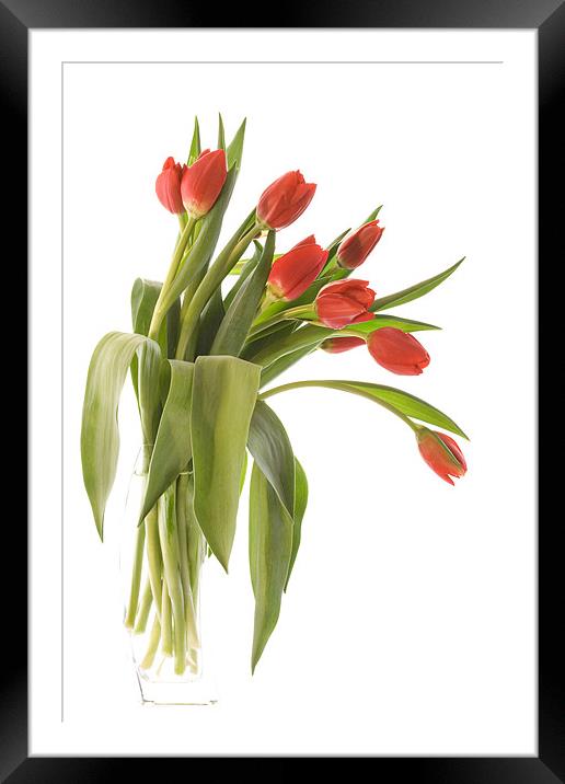 Red Tulips Framed Mounted Print by Ann Garrett