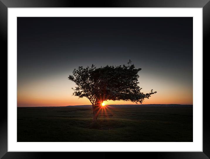  Windswept tree at Pemclawdd, Gower Framed Mounted Print by Leighton Collins
