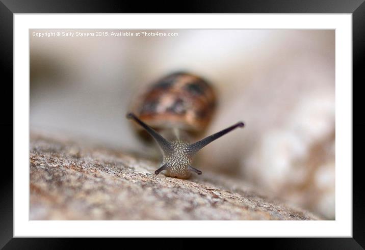 Emerging Snail Framed Mounted Print by Sally Stevens