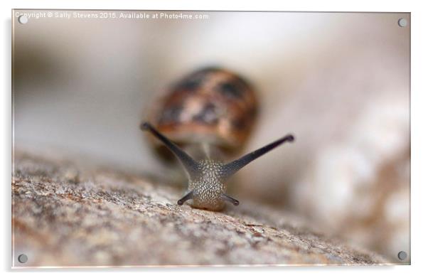Emerging Snail Acrylic by Sally Stevens
