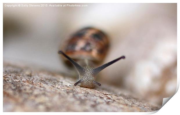 Emerging Snail Print by Sally Stevens