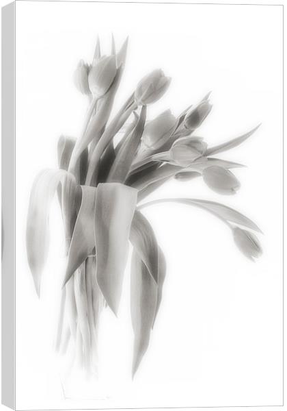 A Vase of Tulips    Black & White Canvas Print by Ann Garrett