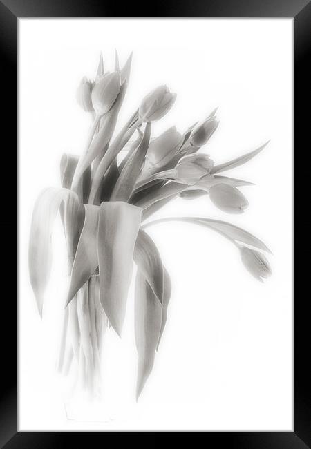A Vase of Tulips    Black & White Framed Print by Ann Garrett