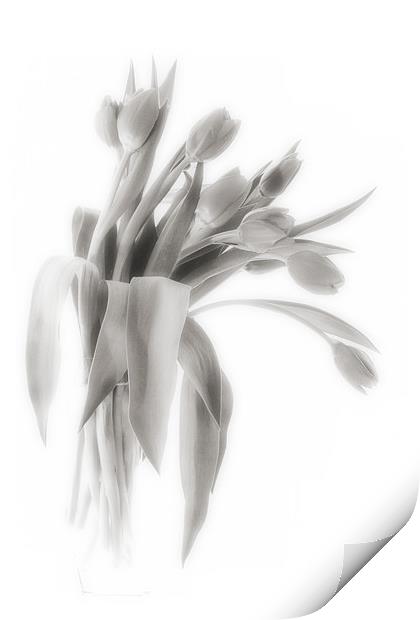 A Vase of Tulips    Black & White Print by Ann Garrett