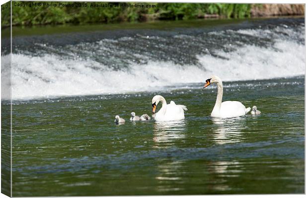 Swans by the weir  Canvas Print by Philip Pound