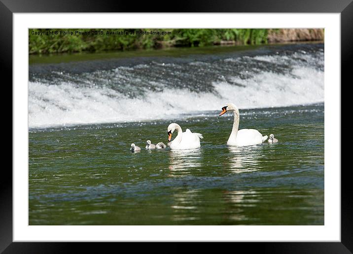 Swans by the weir  Framed Mounted Print by Philip Pound