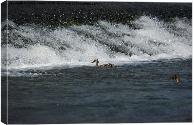 Mallard ducks on the weir  Canvas Print by Philip Pound