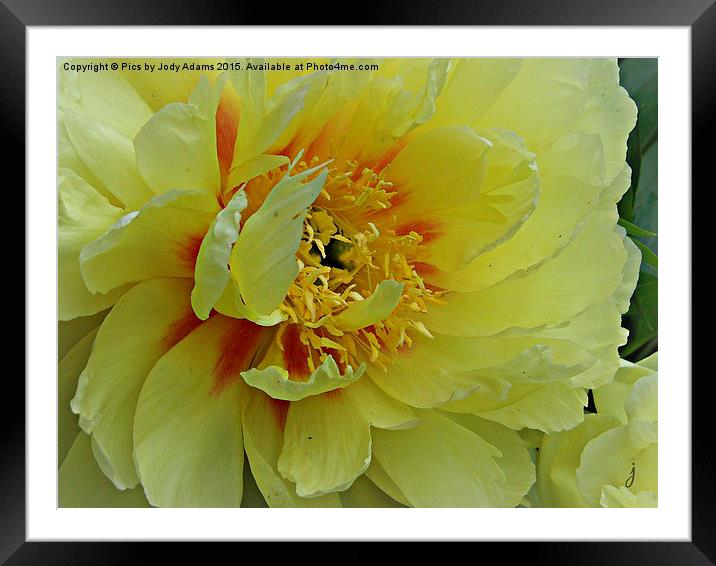  Yellow Peonie Framed Mounted Print by Pics by Jody Adams