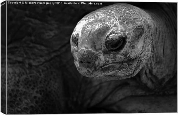 Aldabra Giant Tortoise Canvas Print by rawshutterbug 