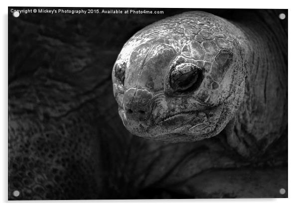 Aldabra Giant Tortoise Acrylic by rawshutterbug 