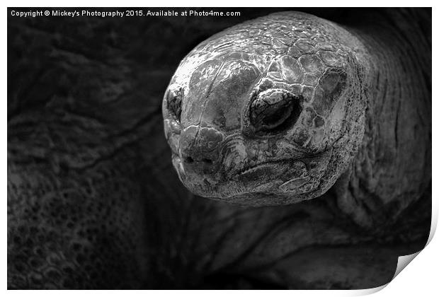 Aldabra Giant Tortoise Print by rawshutterbug 