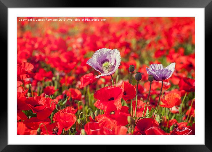  Purple & Red Poppies Framed Mounted Print by James Rowland