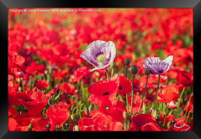  Purple & Red Poppies Framed Print by James Rowland