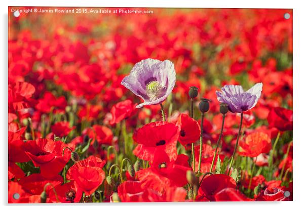  Purple & Red Poppies Acrylic by James Rowland
