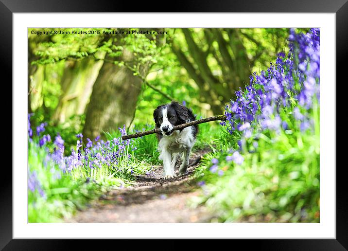 Molly the Border Collie enjoying fetching her stic Framed Mounted Print by John Keates