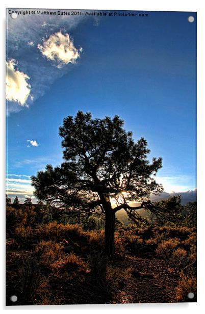 Tree at Dusk Acrylic by Matthew Bates