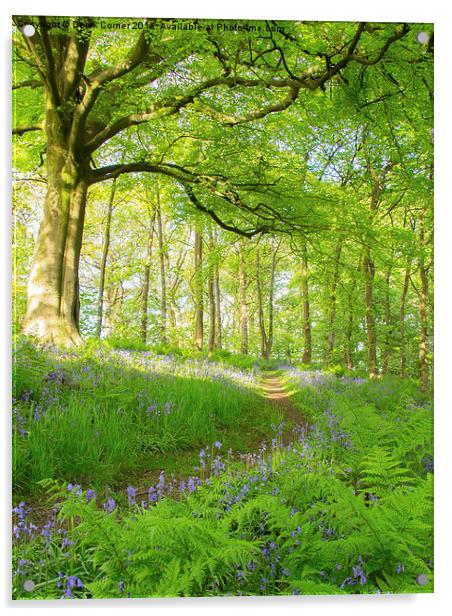  Evening walk in the bluebell wood Acrylic by Derek Corner