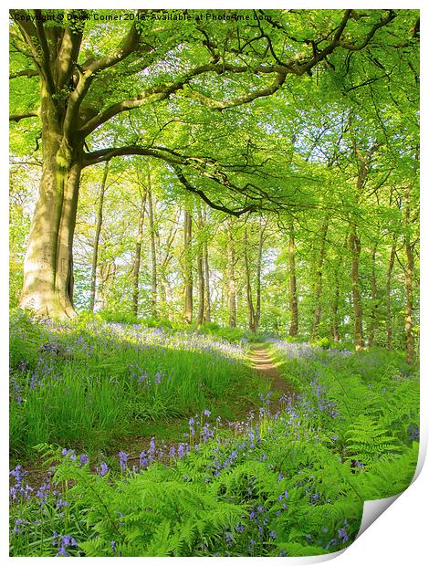  Evening walk in the bluebell wood Print by Derek Corner