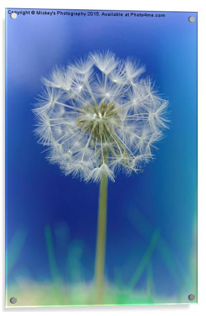 Dandelion Acrylic by rawshutterbug 