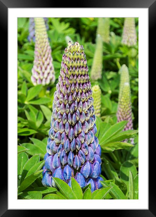 Blue Lupin Framed Mounted Print by Steve Purnell