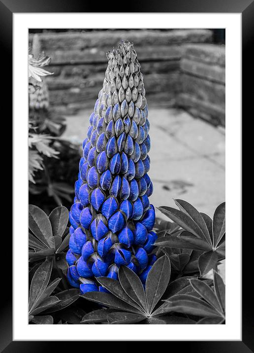 Blue Lupin Colour Pop Framed Mounted Print by Steve Purnell