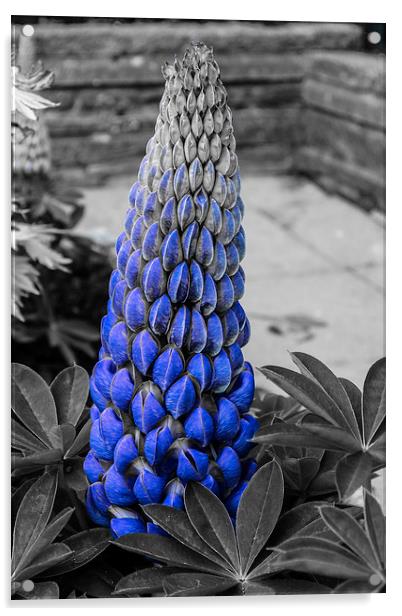 Blue Lupin Colour Pop Acrylic by Steve Purnell