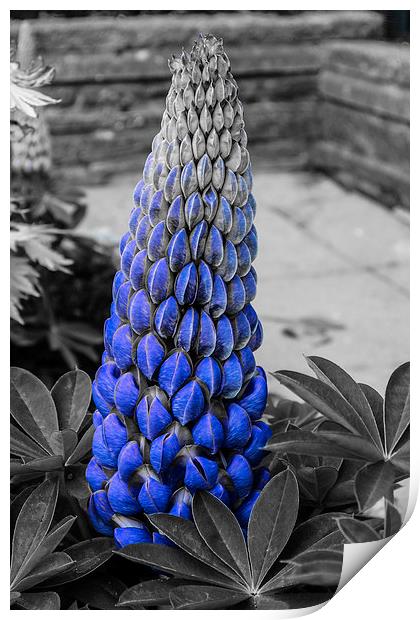 Blue Lupin Colour Pop Print by Steve Purnell