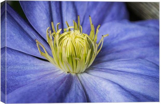 Purple Clematis Canvas Print by Steve Purnell