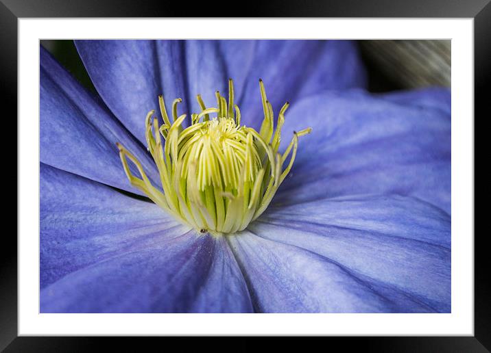 Purple Clematis Framed Mounted Print by Steve Purnell