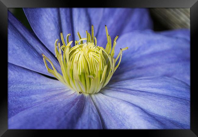 Purple Clematis Framed Print by Steve Purnell