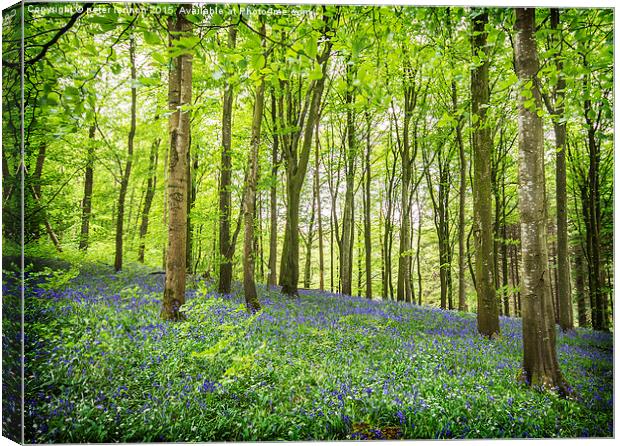  BLUEBELL WOOD Canvas Print by Peter Lennon