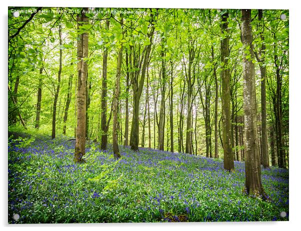  BLUEBELL WOOD Acrylic by Peter Lennon