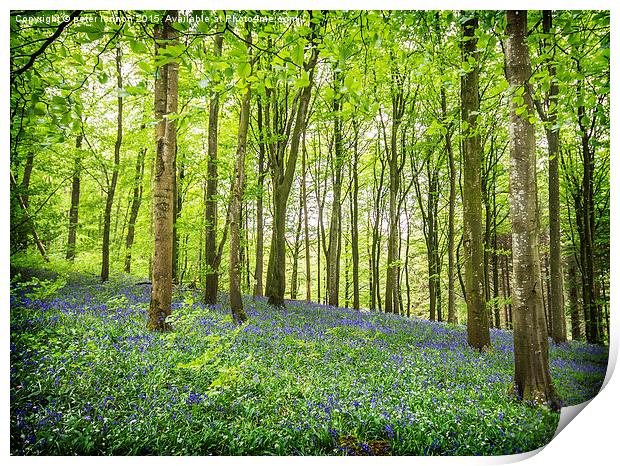  BLUEBELL WOOD Print by Peter Lennon