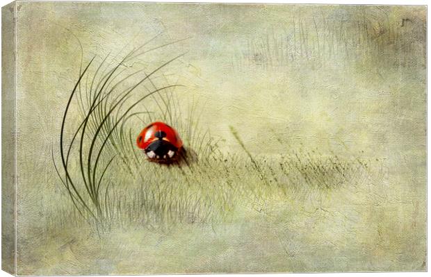  Ladybird  Canvas Print by Svetlana Sewell