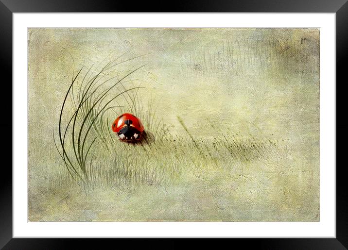  Ladybird  Framed Mounted Print by Svetlana Sewell