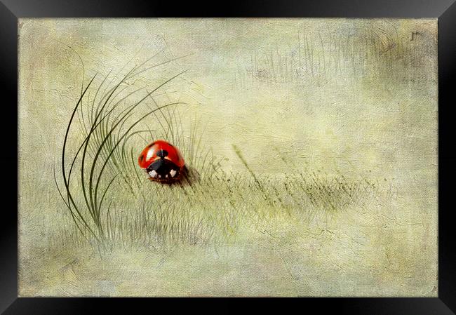  Ladybird  Framed Print by Svetlana Sewell